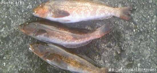 �����ʥ�