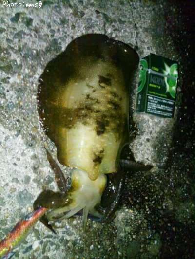 �����ꥤ��