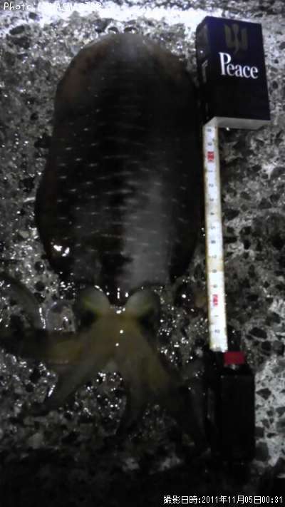 �����ꥤ��