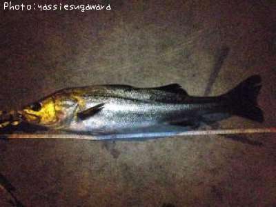 �����Х�