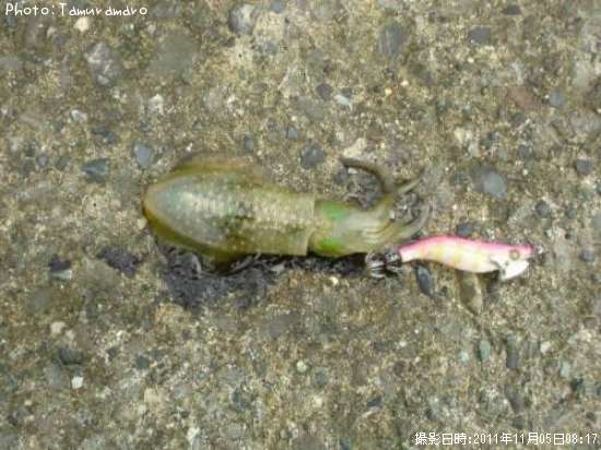 �����ꥤ��