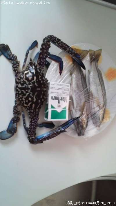 ���ޥ������ȥ勵�ꥬ��