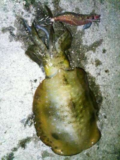 �����ꥤ��