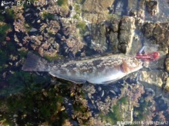 �����ʥ�