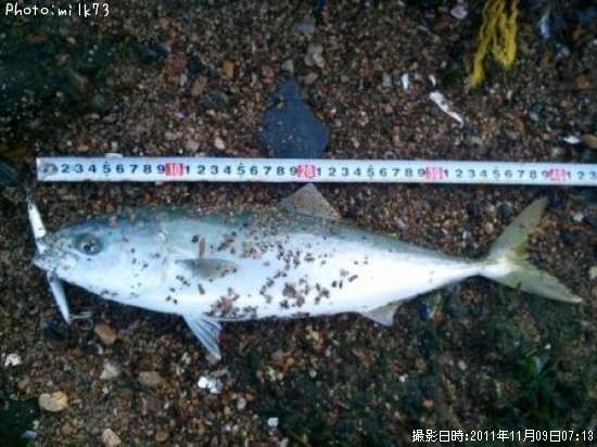 �����å�