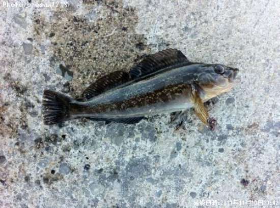 �����ʥ�