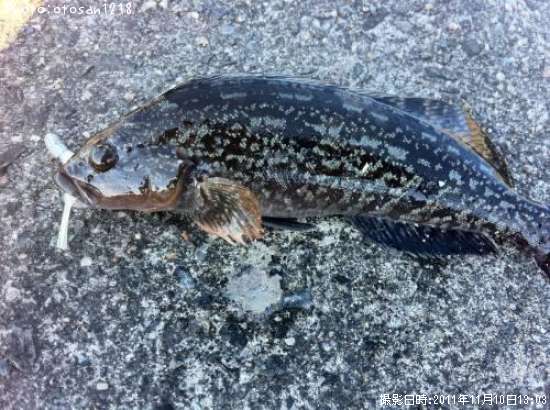 �����ʥ�