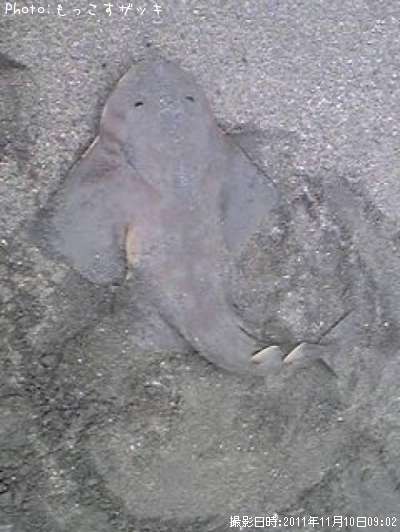 �����ꥢ��