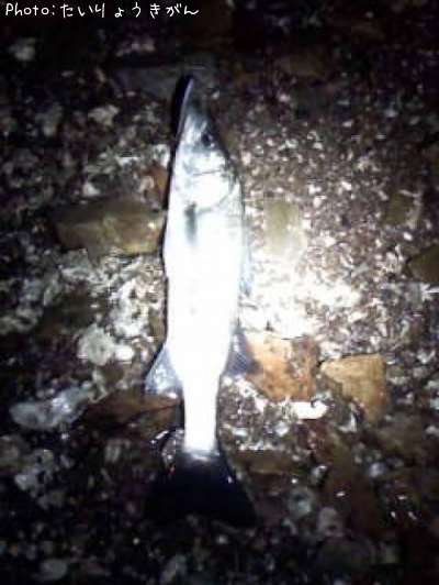 �����Х�