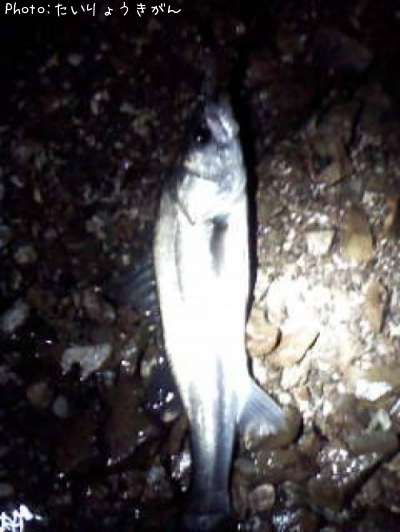 �����Х�