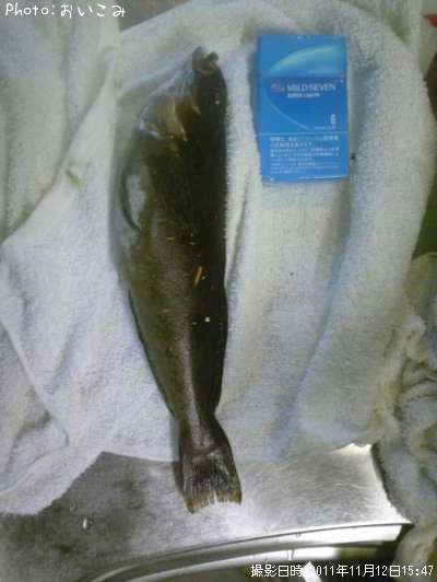 �����ʥ�