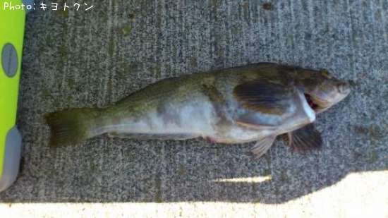 �����ʥ�