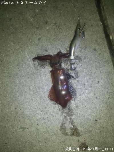 �ƥ��ӥ���