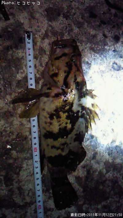 �٥å�������