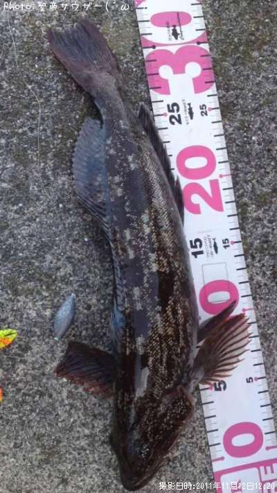 �����ʥ�