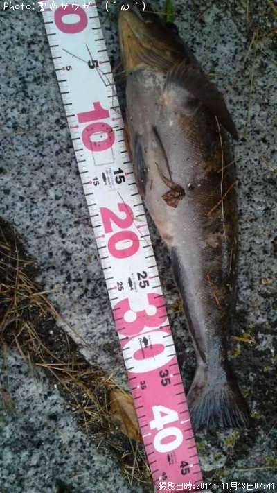 �����ʥ�