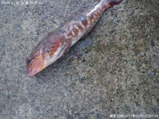 �����ʥ�