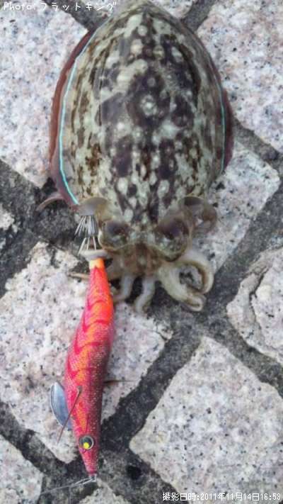 ��������