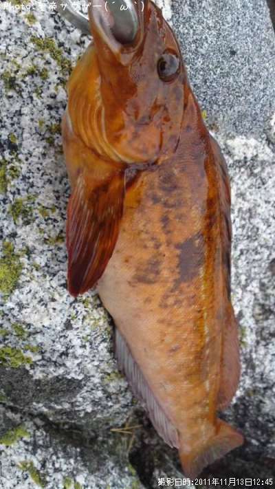 �����ʥ�