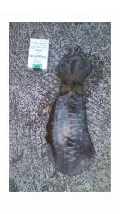 �����ꥤ��