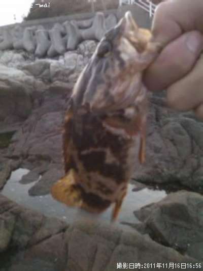 �����Υ���Х�