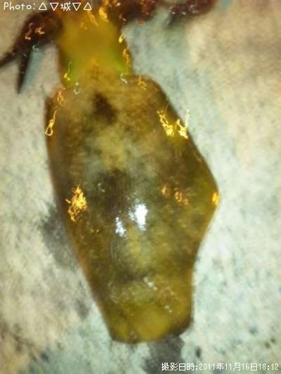 �����ꥤ��