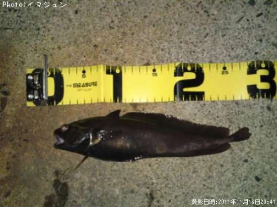 �������������ʥ�