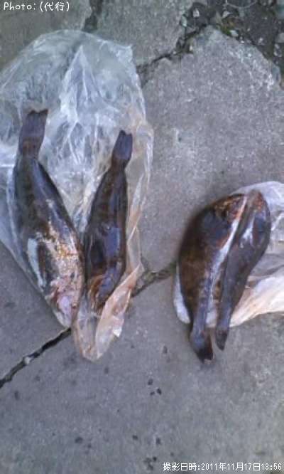 �����ʥ�