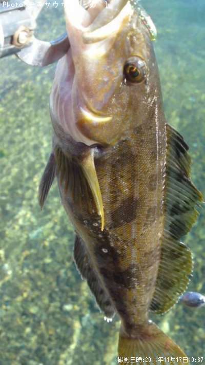 �����ʥ�