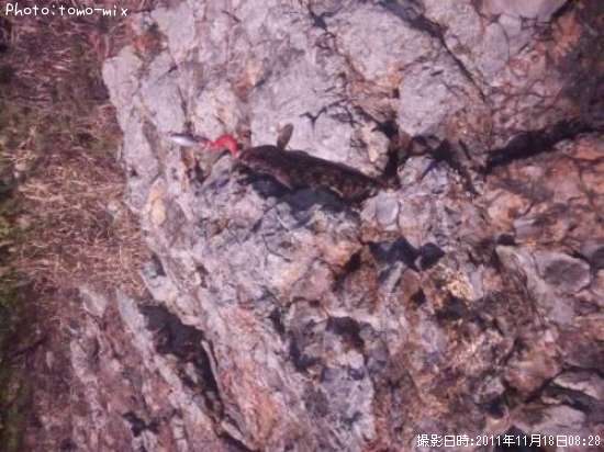 �����ʥ�