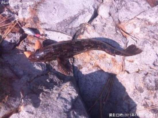 �����ʥ�