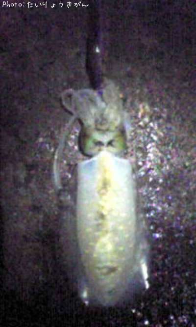 �����ꥤ��