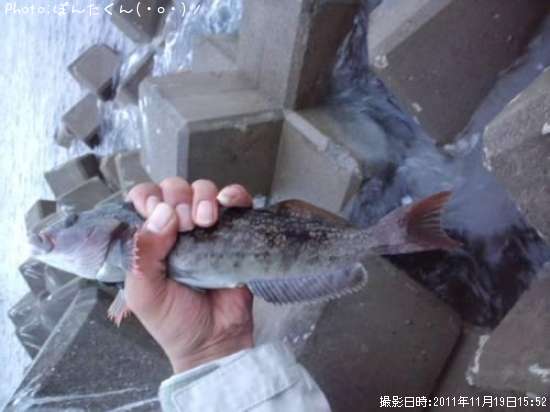 �����ʥ�