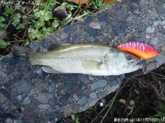 �֥�å��Х�