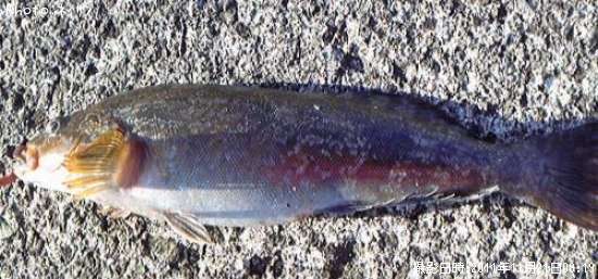 �����ʥ�