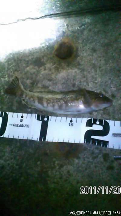 �����ʥ�