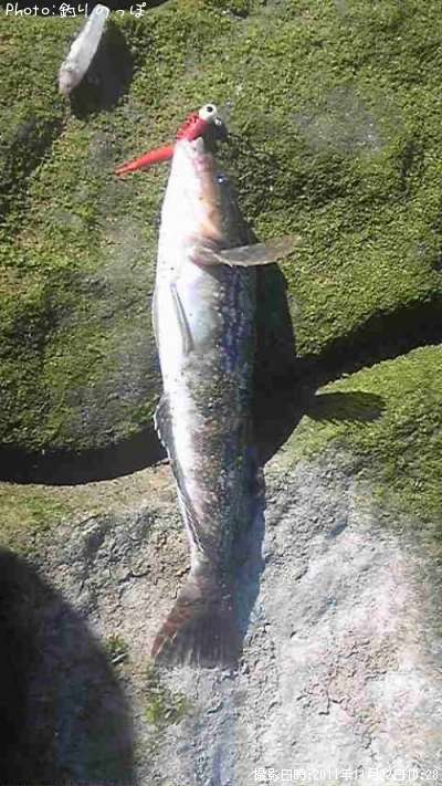 �����ʥ�