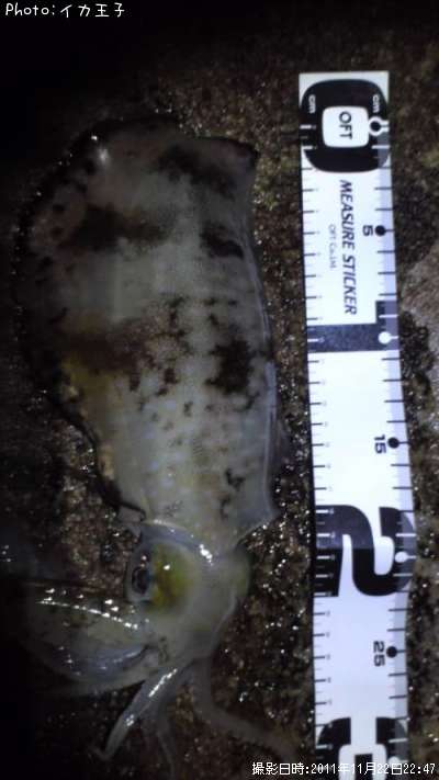 �����ꥤ��