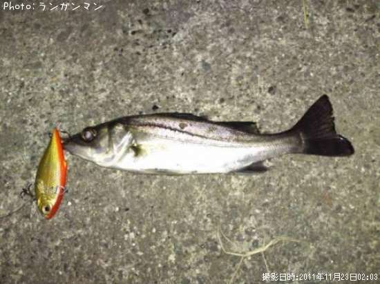 �����Х�