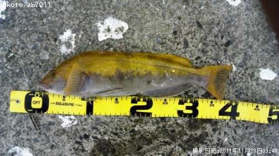 �����ʥ�