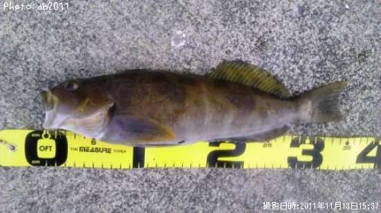 �����ʥ�