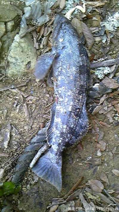 �����ʥ�