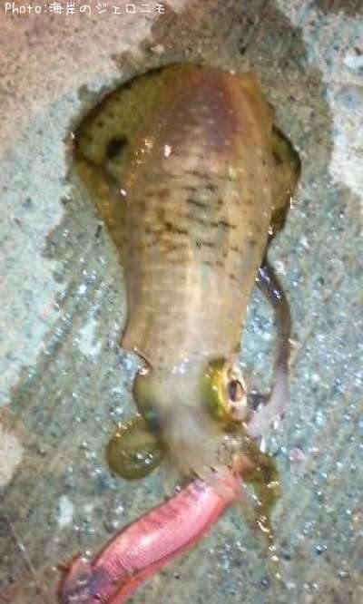 �����ꥤ��