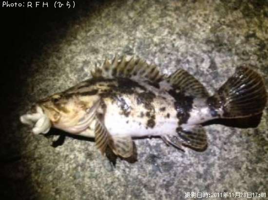 �٥å�������