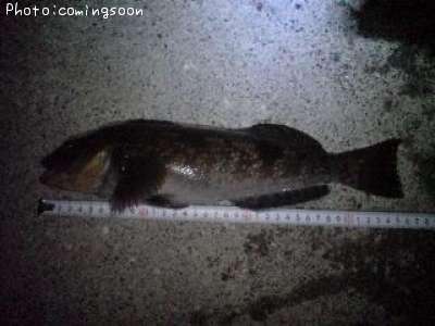 �����ʥ�