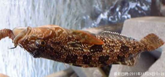 �����ʥ�