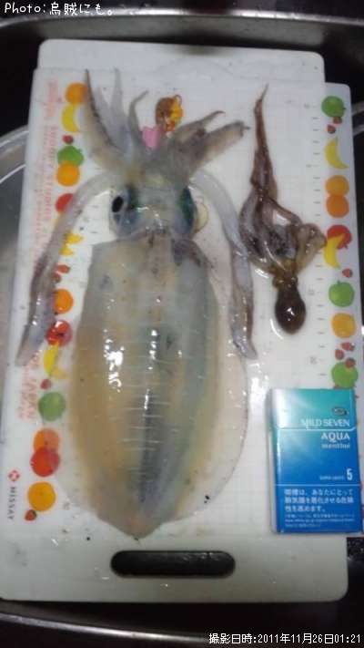 �����ꥤ��