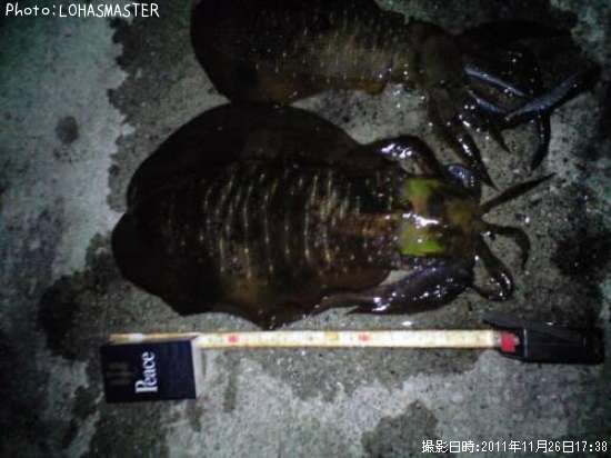 �����ꥤ��