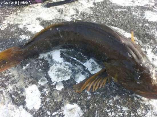 �����ʥ�