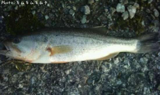 �֥�å��Х�